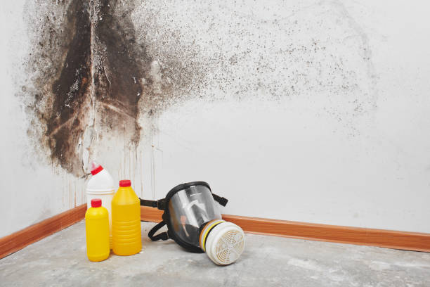 Best Fast Mold Removal  in Pittsburg, TX