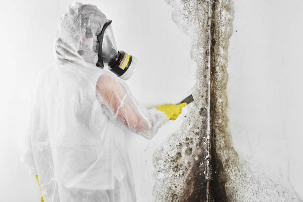 Best Crawl Space Mold Removal  in Pittsburg, TX