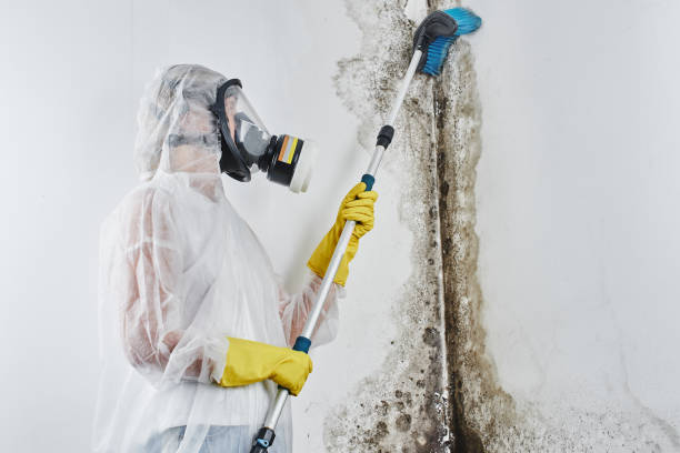 Best Professional Mold Removal  in Pittsburg, TX