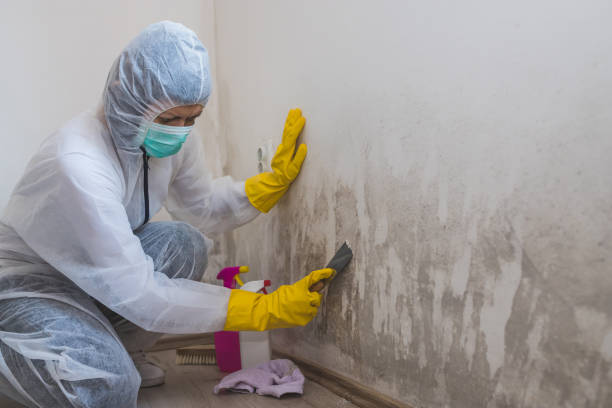 Home Mold Removal in Pittsburg, TX