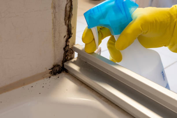 Best Emergency Mold Removal  in Pittsburg, TX