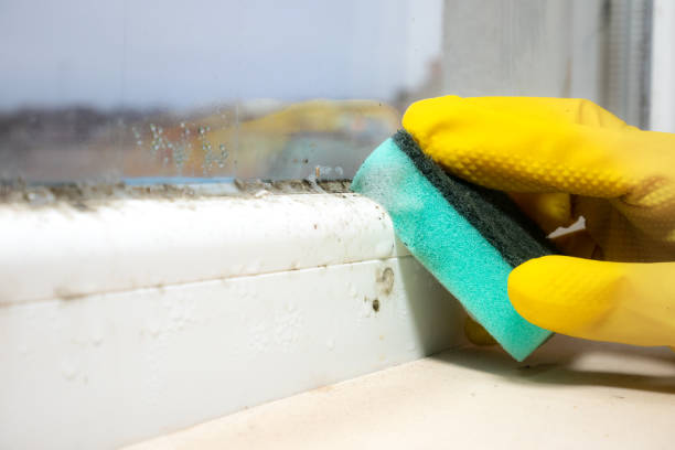 Best Affordable Mold Removal  in Pittsburg, TX