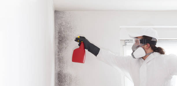 Best Commercial Mold Removal  in Pittsburg, TX