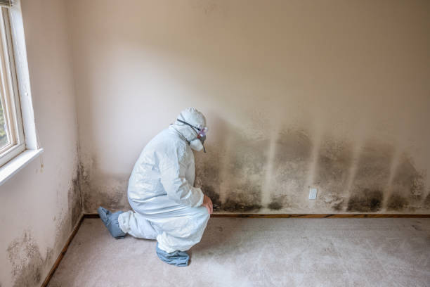 Best Office Mold Removal Services  in Pittsburg, TX